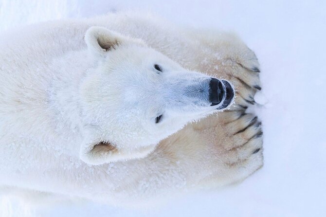 Rovaniemi: Ranua Arctic Wildlife Zoo Park Tour & Hot BBQ lunch - Who should book this Ranua tour?