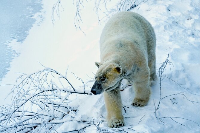 Rovaniemi: Ranua Arctic Wildlife Zoo Park Tour & Hot BBQ lunch - The morning departure and transfer from Rovaniemi