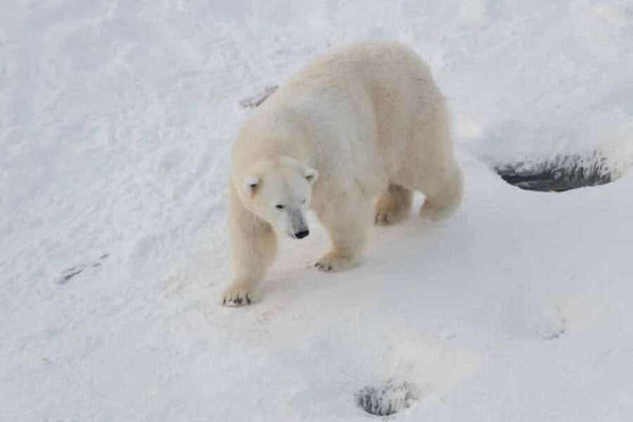 Rovaniemi: Ranua Wildlife Park Experience - Key points to know before you go