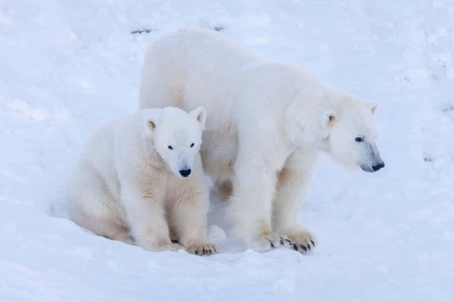 Rovaniemi: Ranua Wildlife Park guided tour with Pro Photos - Three Hours Among Arctic Animals