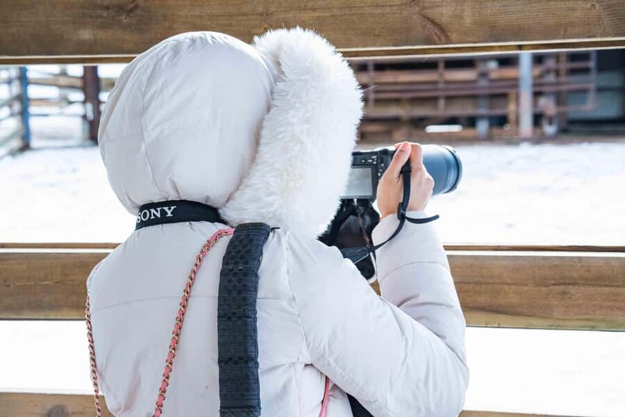Rovaniemi: Ranua Wildlife Park guided tour with Pro Photos - A Photography Tour, Not Just a Zoo Walk