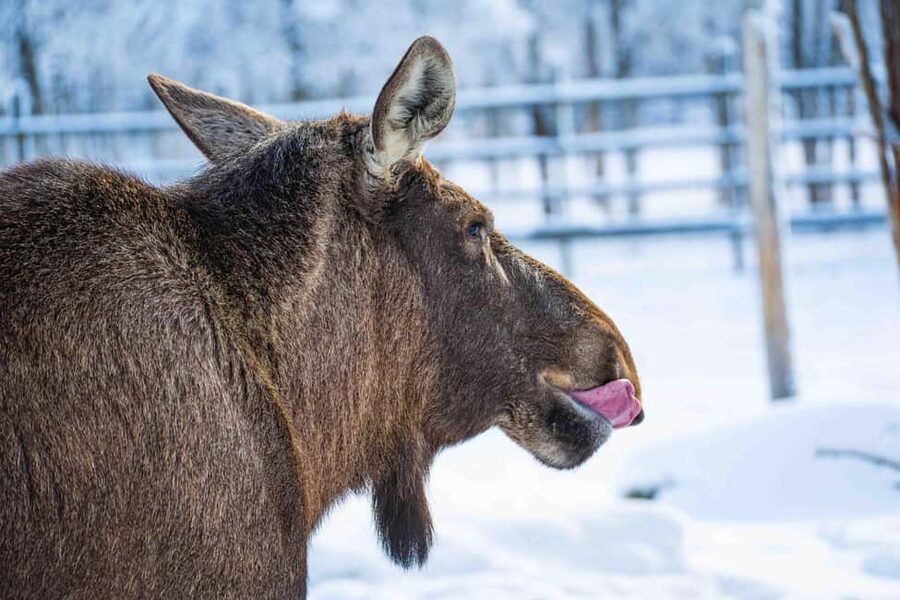 Rovaniemi: Ranua Wildlife Park guided tour with Pro Photos - Warm Clothing Helps, But Plan for the Cold