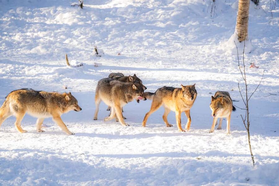 Rovaniemi: Ranua Wildlife Park guided tour with Pro Photos - Is the $100 Price Good Value?