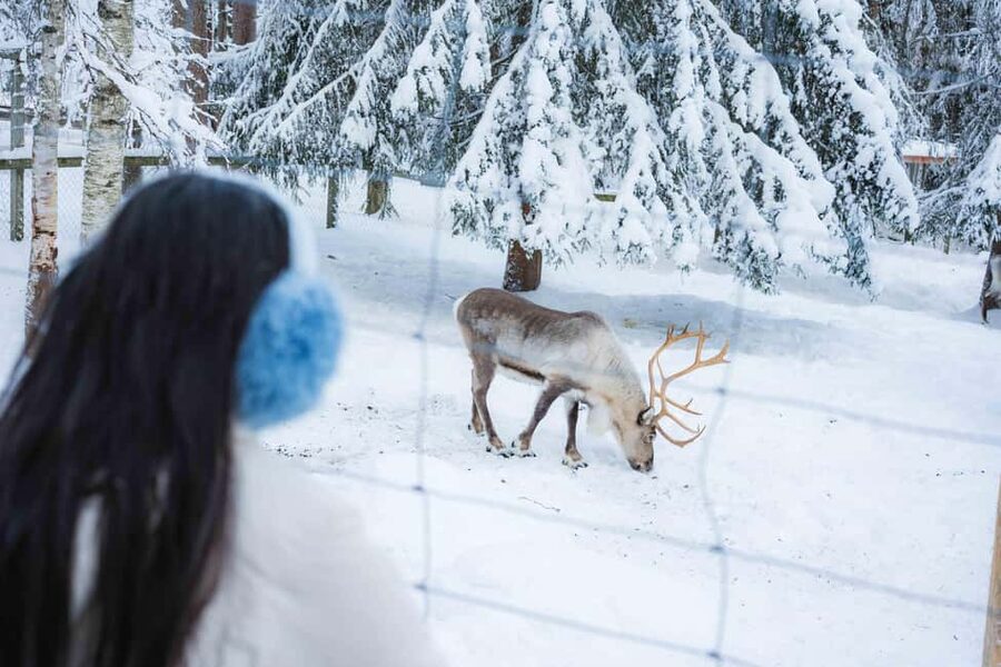 Rovaniemi: Ranua Wildlife Park guided tour with Pro Photos - Should You Book the Five-Hour Experience?