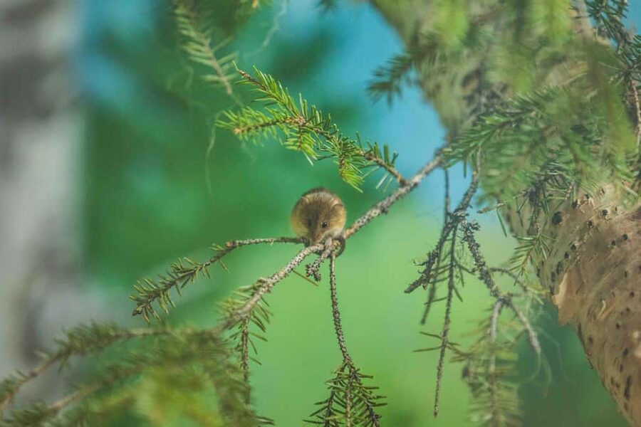 Rovaniemi: Ranua Wildlife Park guided tour with Pro Photos - FAQ