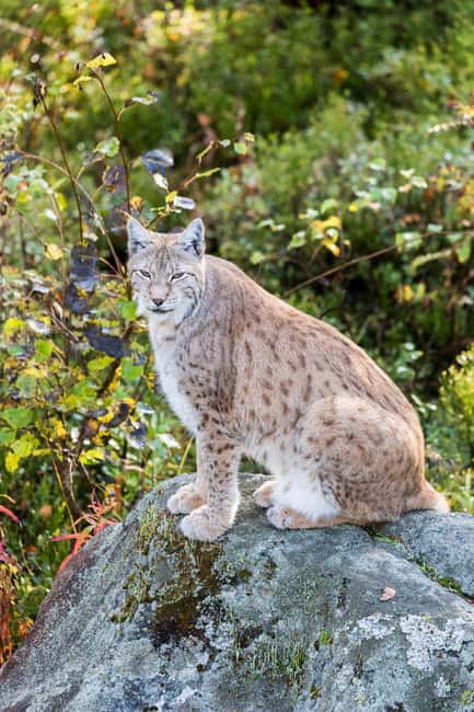 Rovaniemi: Ranua Wildlife Park Private Day Trip - Key points to know before you book