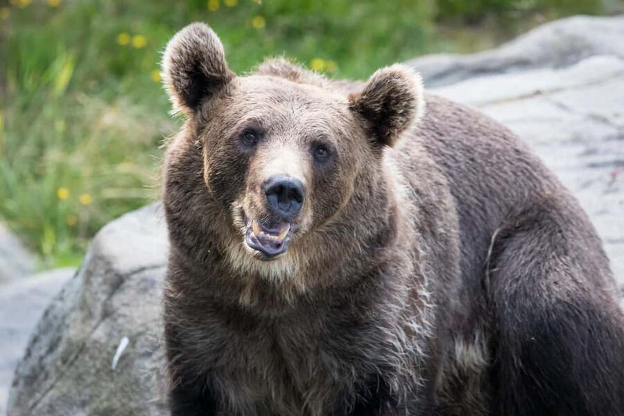 Rovaniemi: Ranua Wildlife Park Private Day Trip - A private start from Rovaniemi