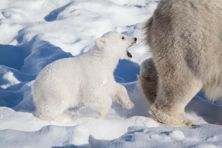 Rovaniemi: Ranua Wildlife Park Private Day Trip - Meeting polar bears and other Arctic species
