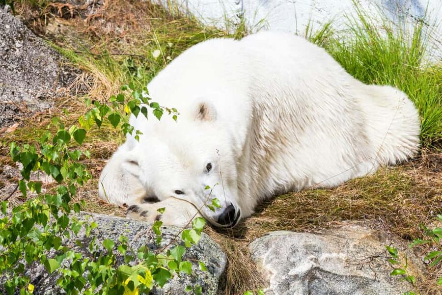 Rovaniemi: Ranua Wildlife Park Private Day Trip - Walking paths, feeding sessions, and exhibits