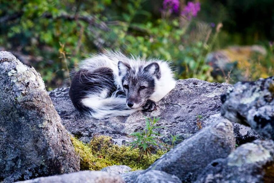 Rovaniemi: Ranua Wildlife Park Private Day Trip - Should you book the Ranua day trip?