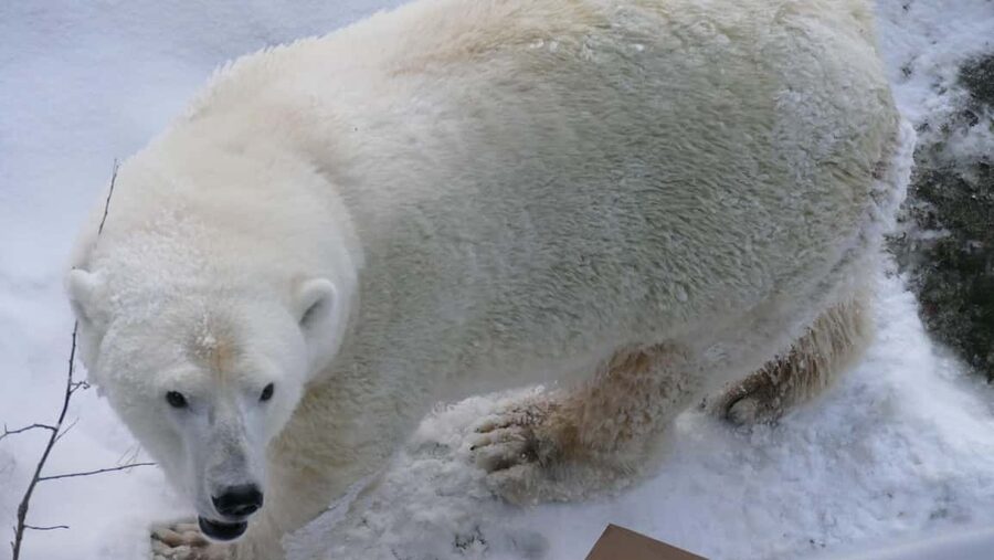 Rovaniemi: Ranua Wildlife Park Tour with Photos & Guide - What makes this Ranua tour worth considering