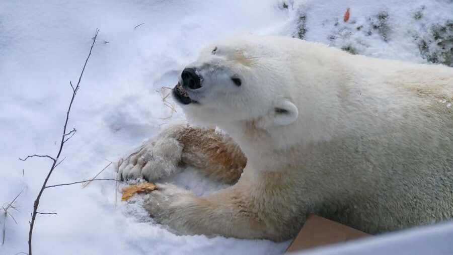 Rovaniemi: Ranua Wildlife Park Tour with Photos & Guide - From Rovaniemi to Ranua in a winter-ready vehicle