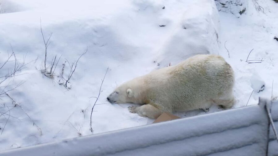 Rovaniemi: Ranua Wildlife Park Tour with Photos & Guide - The new polar bear habitat and feeding times