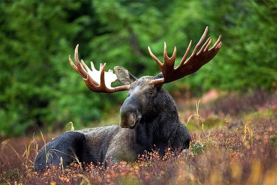 Rovaniemi: Ranua Zoo Entry Ticket with BBQ Picnic - Key points to know before booking
