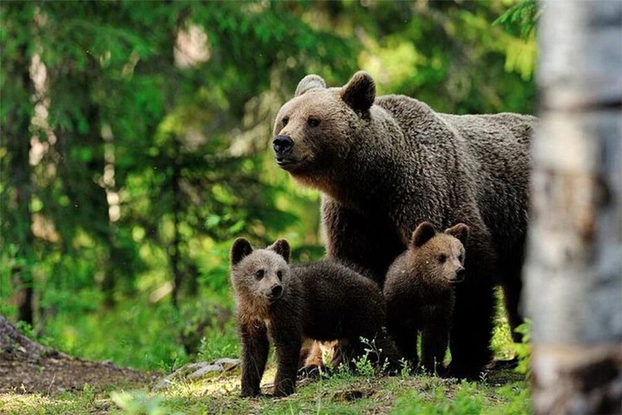 Rovaniemi: Ranua Zoo Entry Ticket with BBQ Picnic - Why Ranua Zoo is worth the trip from Rovaniemi