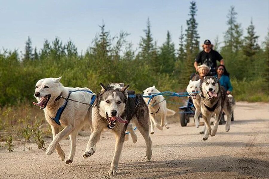 Rovaniemi: Ranua Zoo Entry Ticket with BBQ Picnic - A five-hour outing, from hotel pickup to return