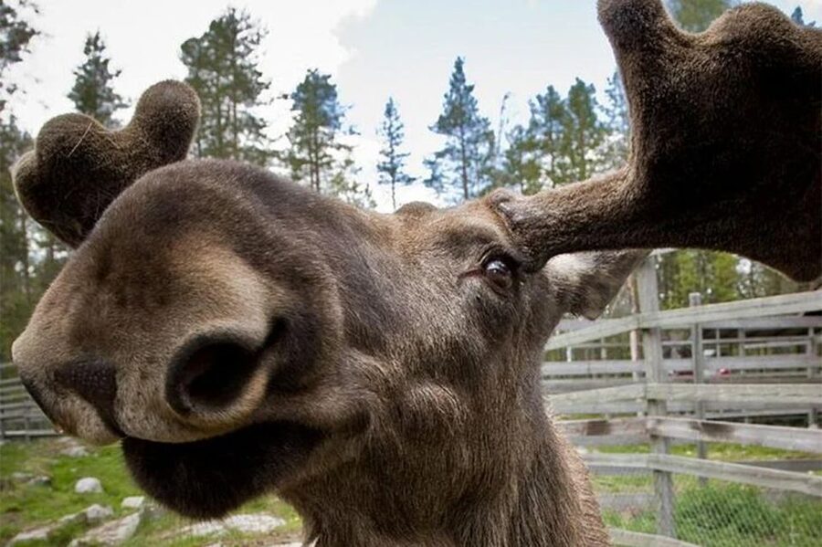 Rovaniemi: Ranua Zoo Entry Ticket with BBQ Picnic - Should you book Ranua Zoo with BBQ?