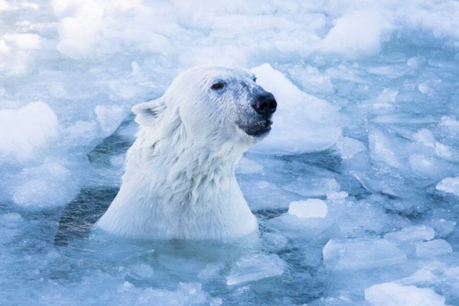 Rovaniemi: Ranua Zoo Ticket with Walking Tour and Lunch - Key points at a glance