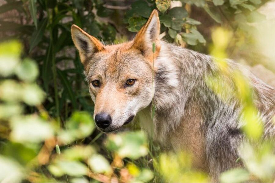 Rovaniemi: Ranua Zoo Ticket with Walking Tour and Lunch - Who should book this Ranua Zoo trip?