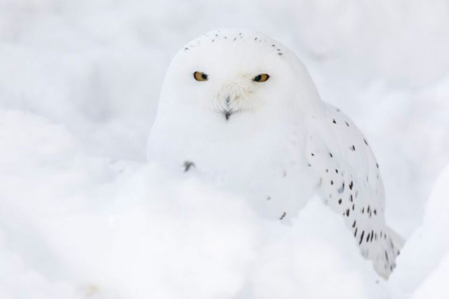 Rovaniemi: Ranua Zoo Ticket with Walking Tour and Lunch - The ride from Rovaniemi to Ranua