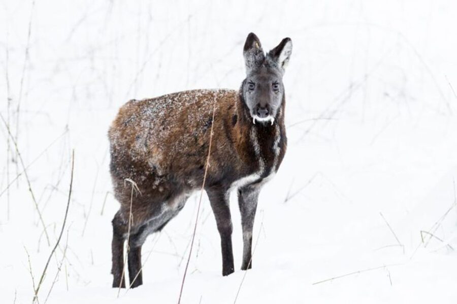 Rovaniemi: Ranua Zoo Ticket with Walking Tour and Lunch - Polar bears, foxes, and animals you may need to search for
