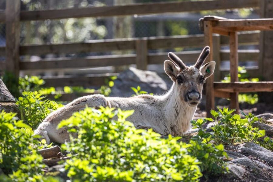 Rovaniemi: Ranua Zoo Ticket with Walking Tour and Lunch - A walking route that rewards patience