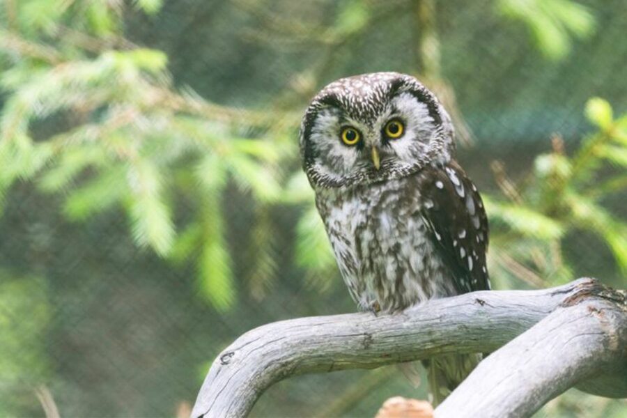 Rovaniemi: Ranua Zoo Ticket with Walking Tour and Lunch - Lunch inside the zoo