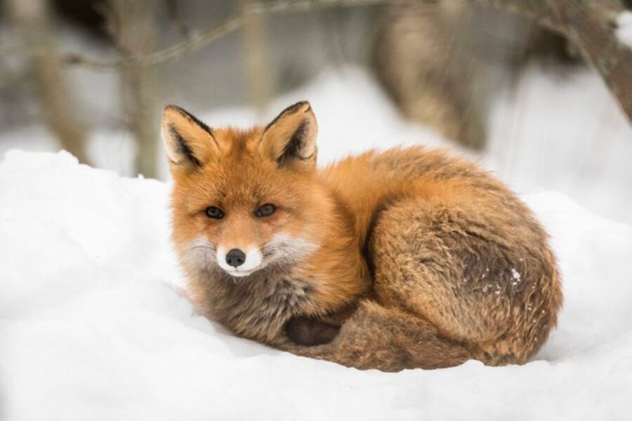 Rovaniemi: Ranua Zoo Ticket with Walking Tour and Lunch - The Fazer chocolate stop