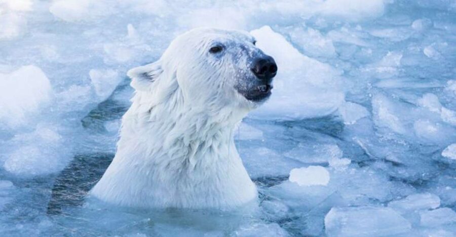 Rovaniemi: Ranua Zoo Ticket with Walking Tour and Lunch - What the guides add to the day