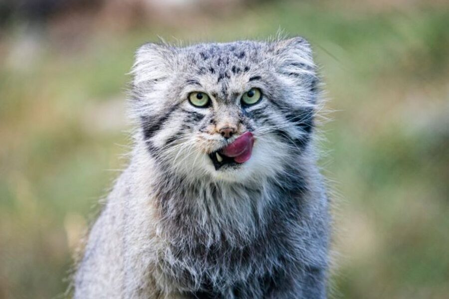 Rovaniemi: Ranua Zoo Ticket with Walking Tour and Lunch - Is $152 good value?