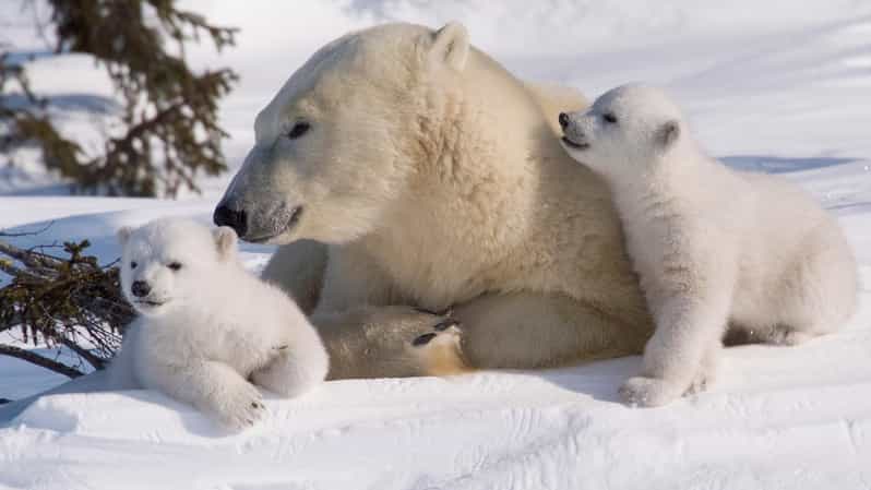 Rovaniemi: Ranua Zoo Visit with Lunch - Key points at a glance