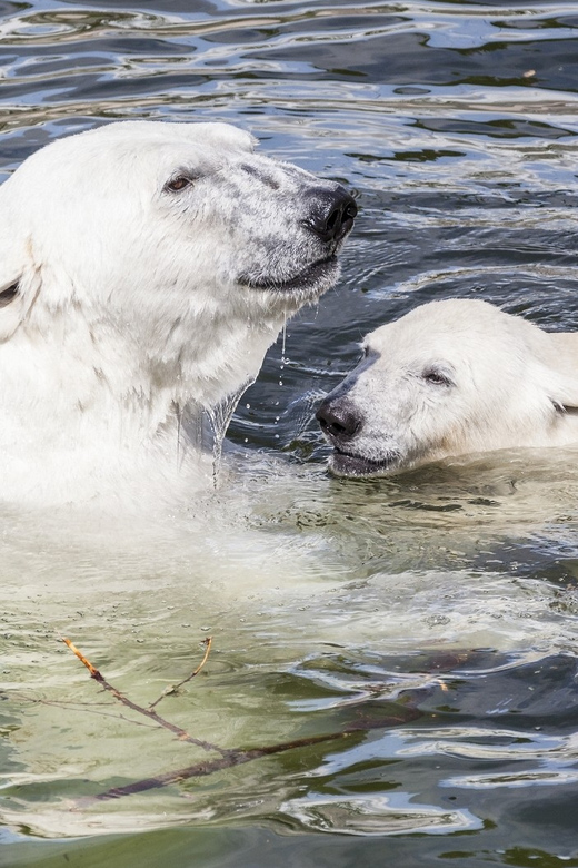 Rovaniemi: Ranua Zoo Visit with Lunch - The Ounasvaara stop and the cost of daylight