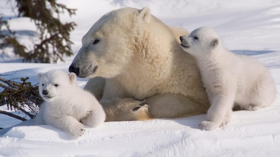 Rovaniemi: Ranua Zoo Visit with Lunch - Who should book this outing