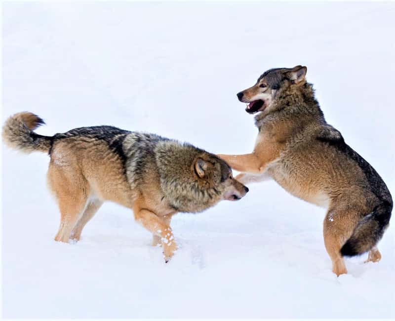 Rovaniemi: Ranua Zoo Wildlife Park Tour with hotel pickup - Why Ranua Wildlife Park makes sense from Rovaniemi