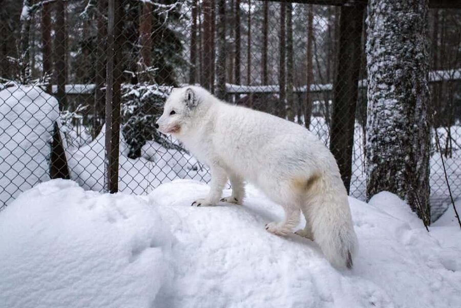Rovaniemi: Ranua Zoo Wildlife Park Tour with hotel pickup - Time for coffee, shops, and souvenirs