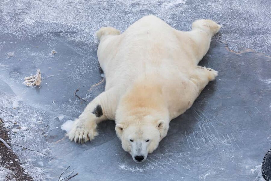 Rovaniemi: Santa, Reindeer & Ranua Zoo with Private Tour - What the $253 price means