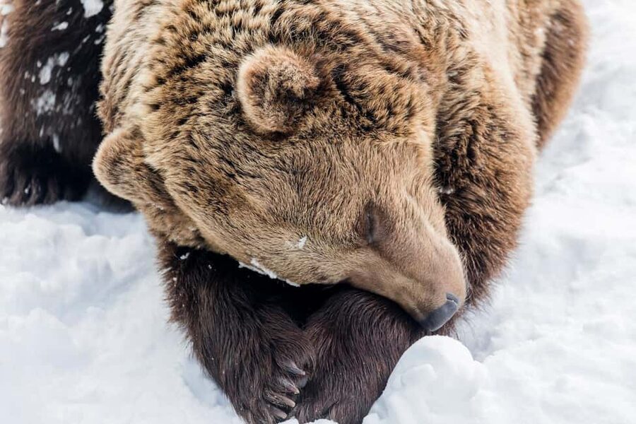 Rovaniemi: Santa, Reindeer & Ranua Zoo with Private Tour - Who will enjoy this tour most