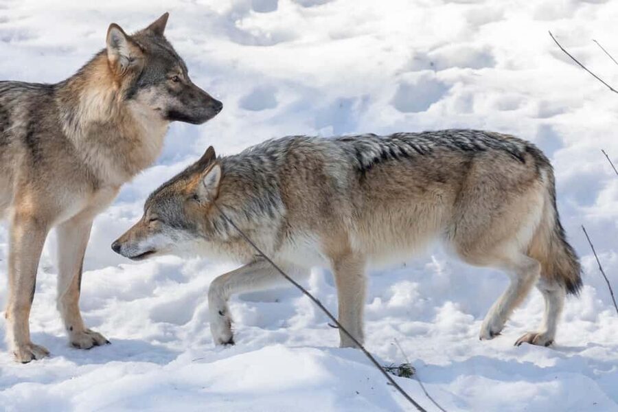 Rovaniemi: Santa, Reindeer & Ranua Zoo with Private Tour - How the pacing works over nine hours