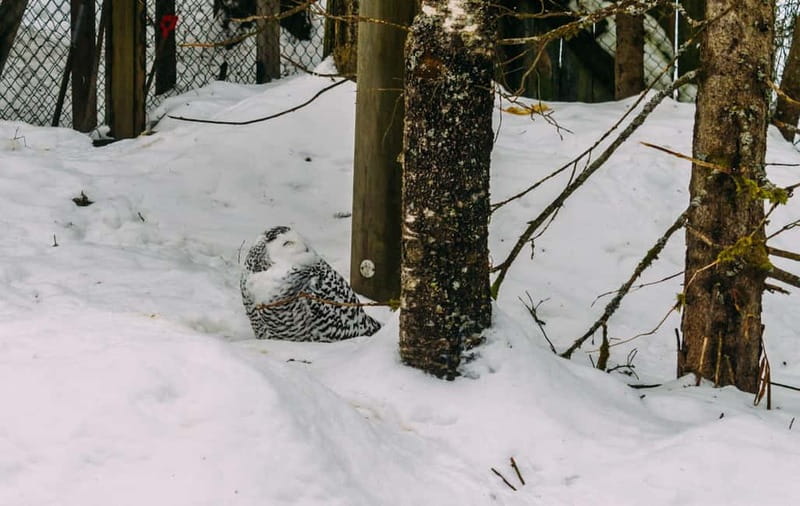 Rovaniemi: Trip to Ranua Zoo with Tickets - Key points to know before you book
