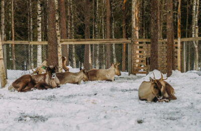 Rovaniemi: Trip to Ranua Zoo with Tickets