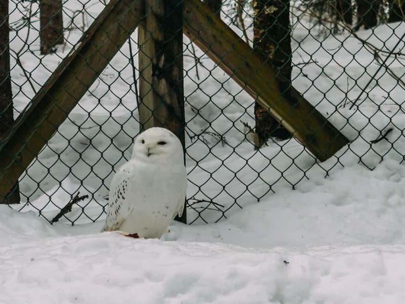 Rovaniemi: Trip to Ranua Zoo with Tickets - How the five-hour schedule works