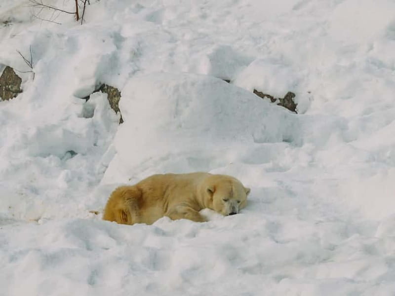 Rovaniemi: Trip to Ranua Zoo with Tickets - Is $116 a fair price?