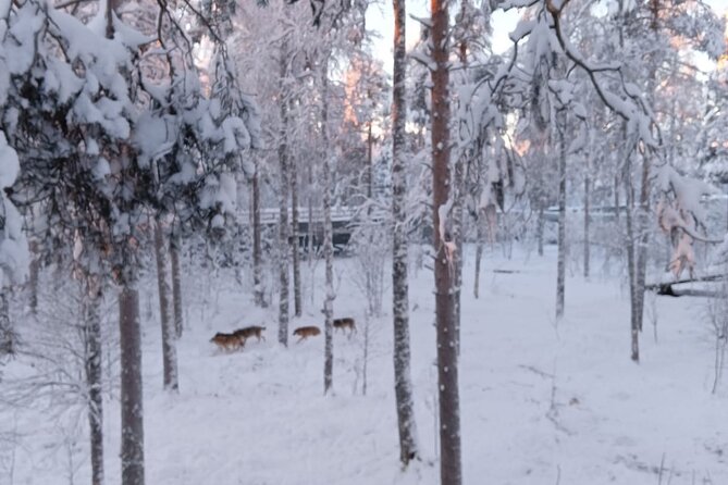 Rovaniemi: Trip to Ranua Zoo with Tickets Included - Entering Ranua Zoo and following the 2.5-kilometer route