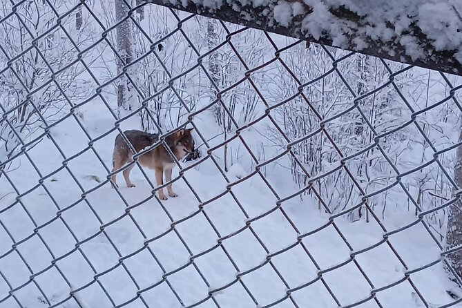 Rovaniemi: Trip to Ranua Zoo with Tickets Included - Polar bears, Arctic foxes, and the animals you may see