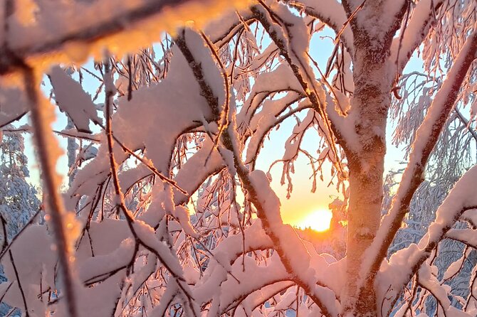 Rovaniemi: Trip to Ranua Zoo with Tickets Included - Lunch, Lapland food, and a Fazer chocolate stop