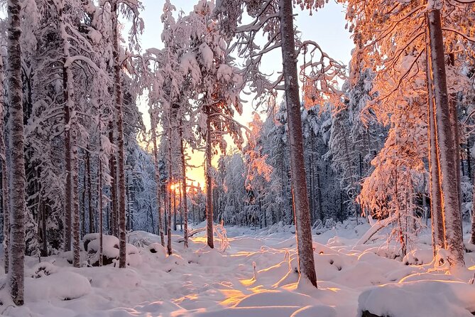 Rovaniemi: Trip to Ranua Zoo with Tickets Included - What the small-group ride feels like
