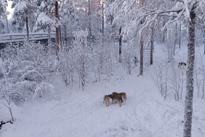 Rovaniemi: Trip to Ranua Zoo with Tickets Included - Weather, clothing, and small practical tips