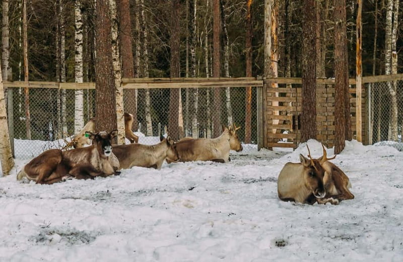 Rovaniemi: Trip to Ranua Zoo with Tickets - Arriving at Ranua Zoo