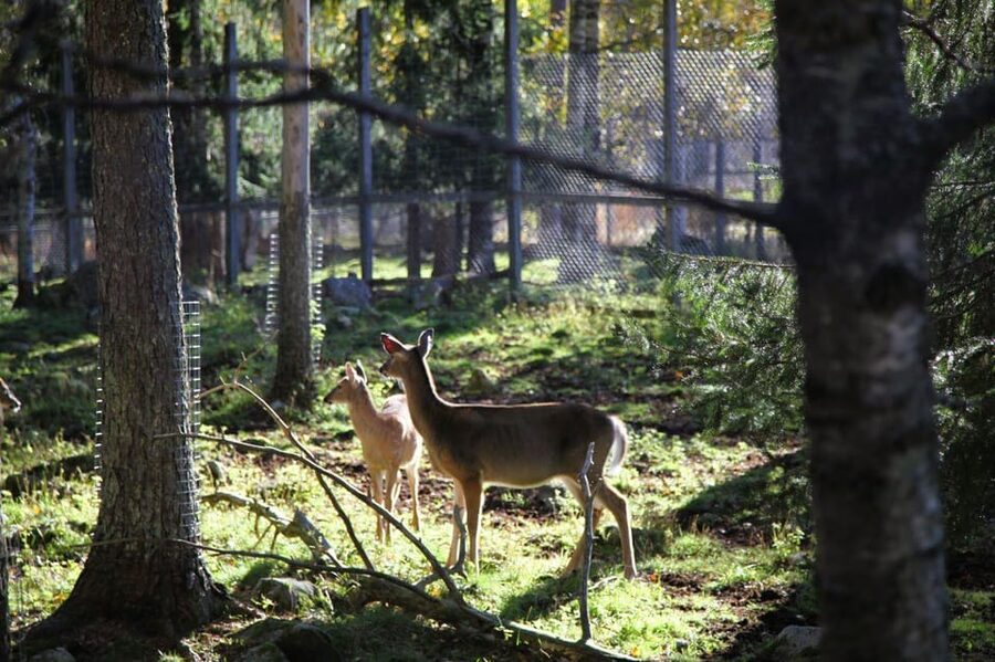 Rovaniemi: trip to the Ranua Zoo (transportation, tickets) - Arctic animals to look for along the paths