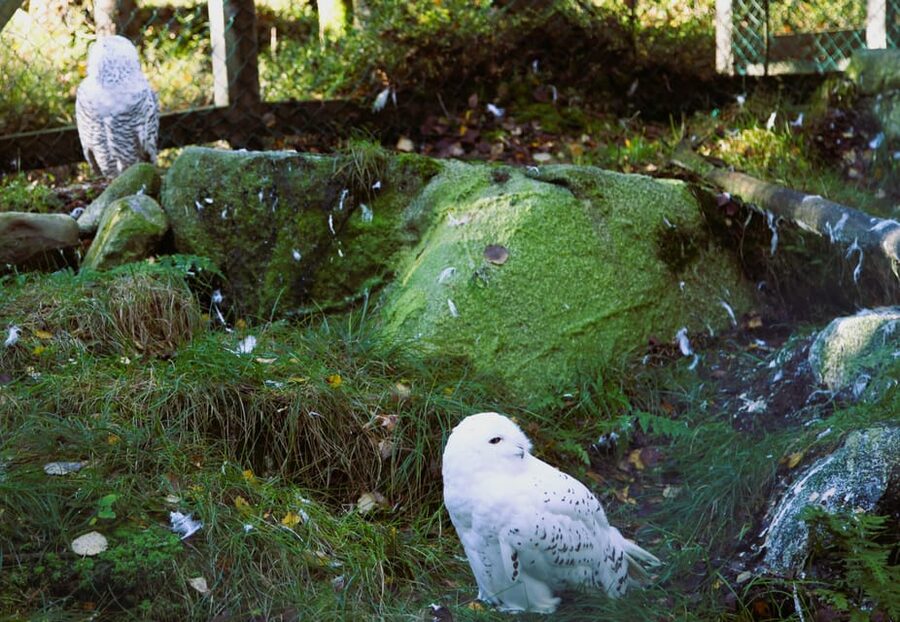 Rovaniemi: trip to the Ranua Zoo (transportation, tickets) - What the price includes, and what it does not